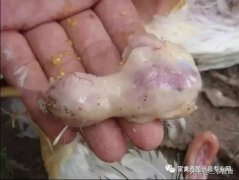 肉雞最頭疼的還是腺肌胃炎，到底該怎么解決？